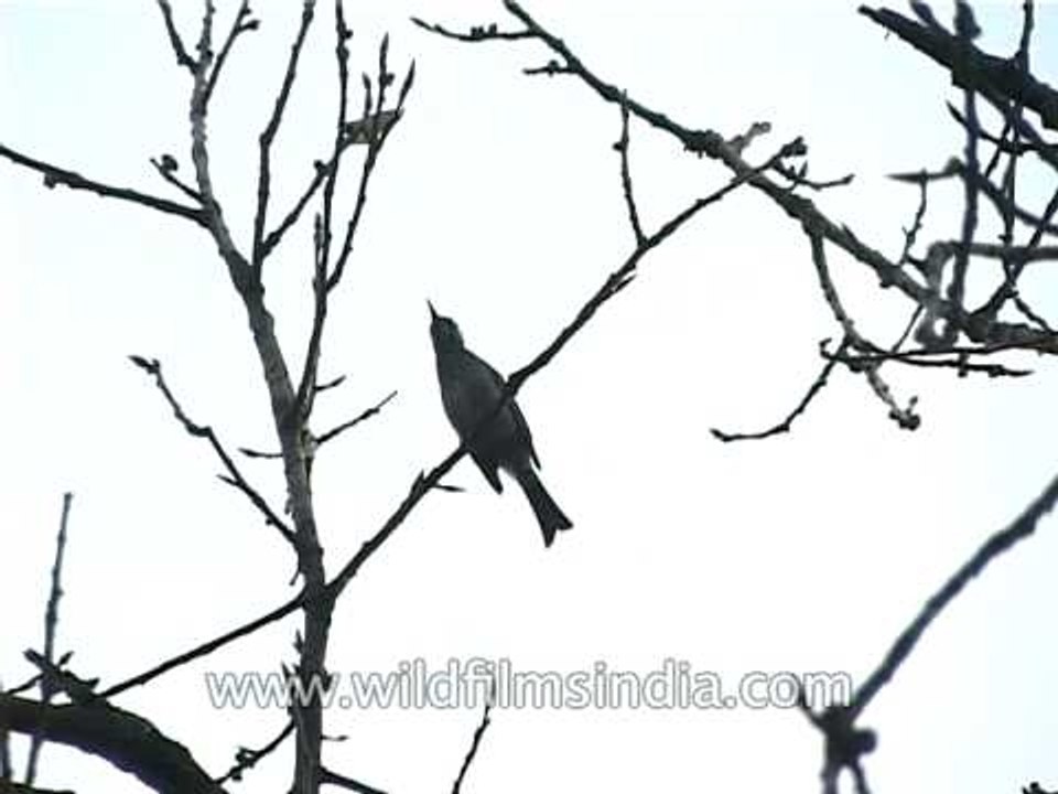 A Himalayan Black Bulbul also known as Asian Black Bulbul