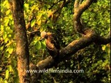 Pallas' Fishing Eagle on a tree