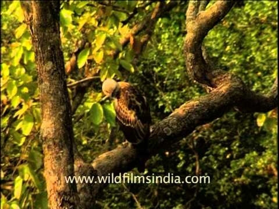 Pallas' Fishing Eagle on a tree