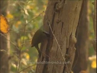 Streak-throated Woodpecker female in Corbett National Park