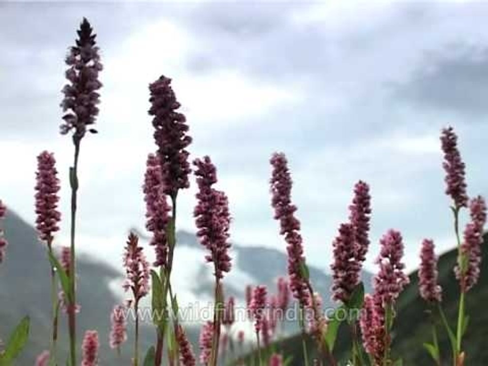 Wild Flowers at the Foothills of the Himalayas
