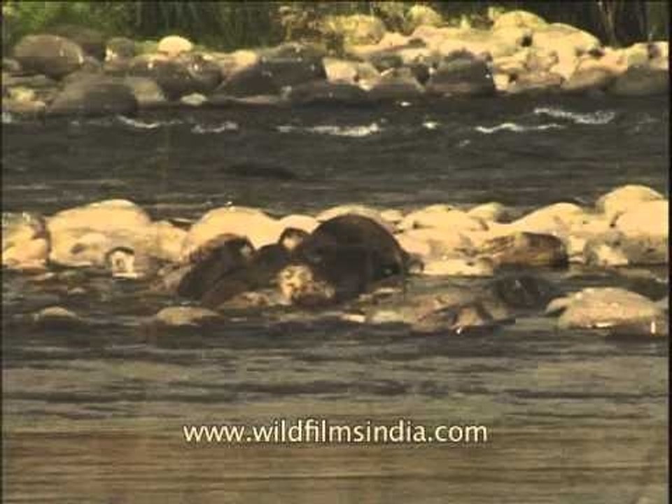 An Otter Family