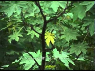 Castor oil plant growing wild in India