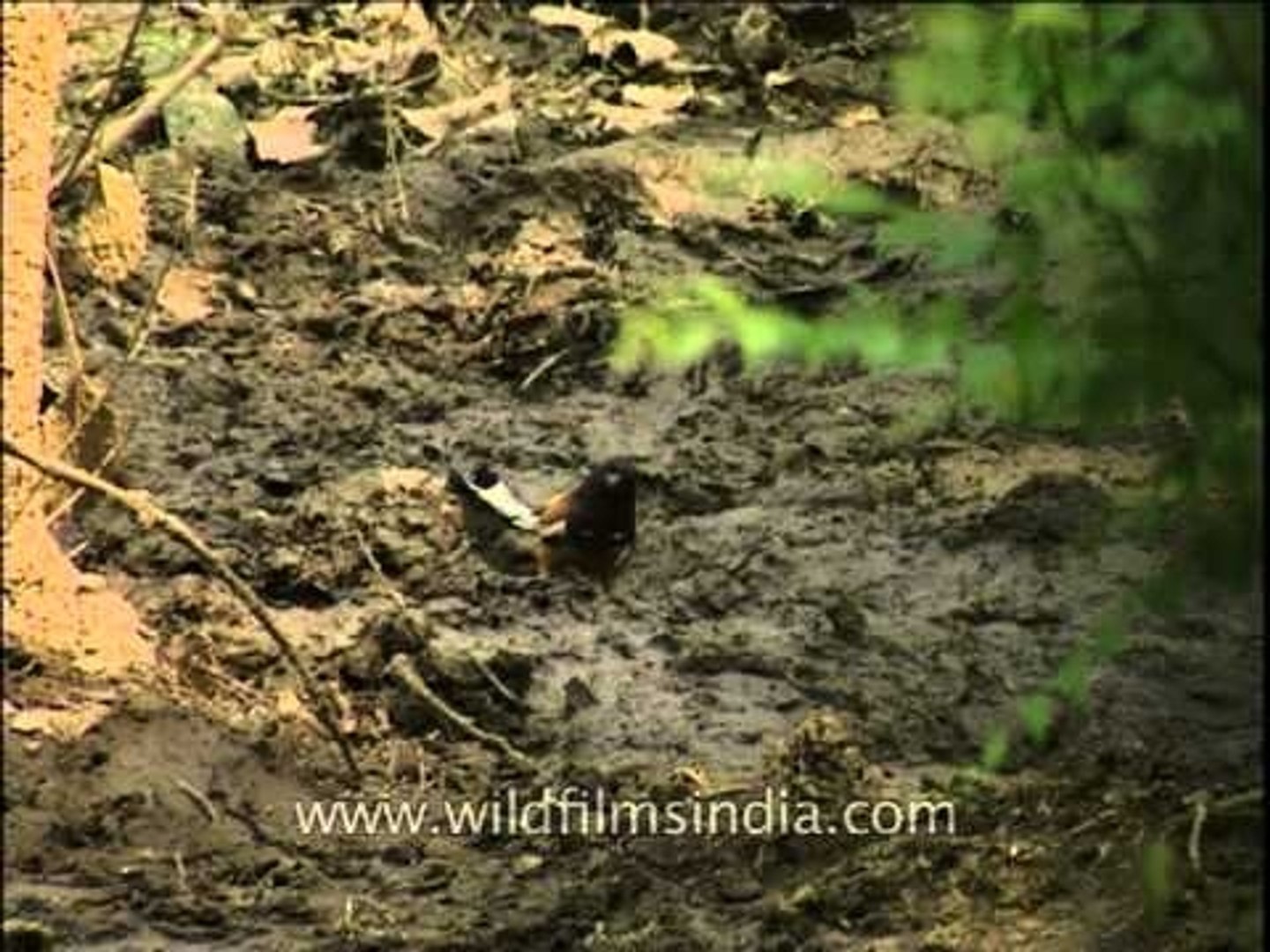 Indian Tree Pie (Dendrocitta vagabunda)
