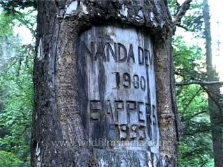 Trees mutilated by expeditions of the forces, Nanda Devi