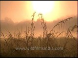 Blurry sunrise at Corbett National Park