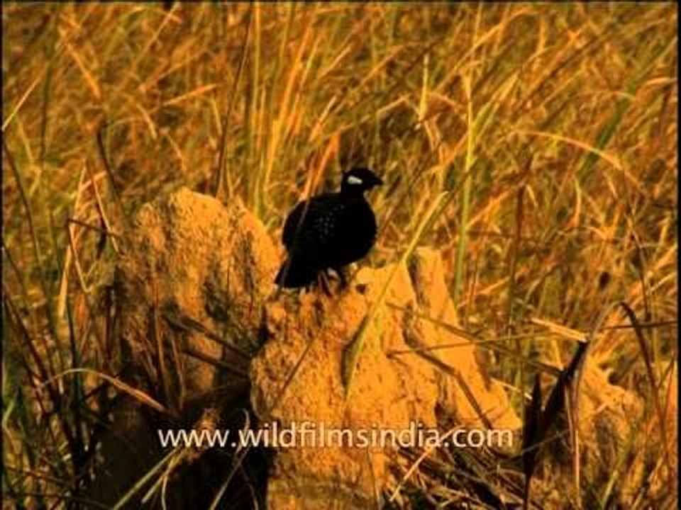 Black Partridge  on a termite hill