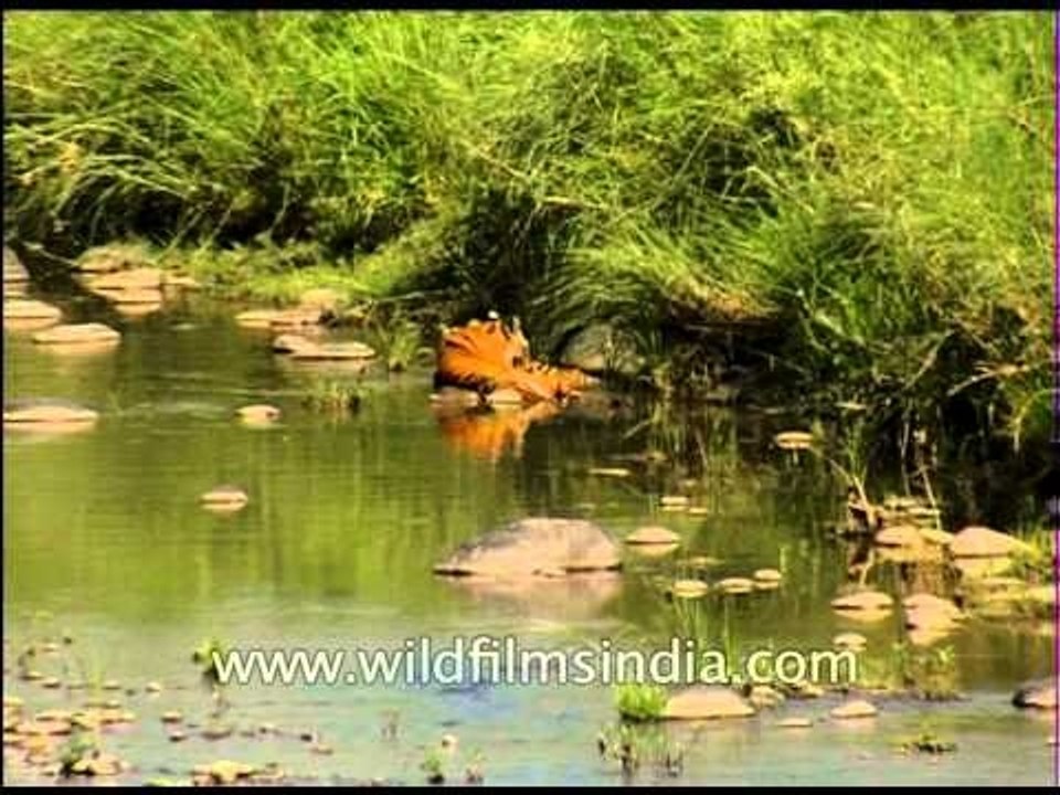 Tiger takes a self-portrait while cooling off in a pool