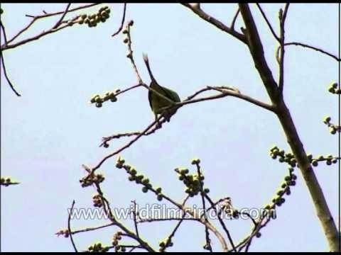 Blossom-headed Parakeet