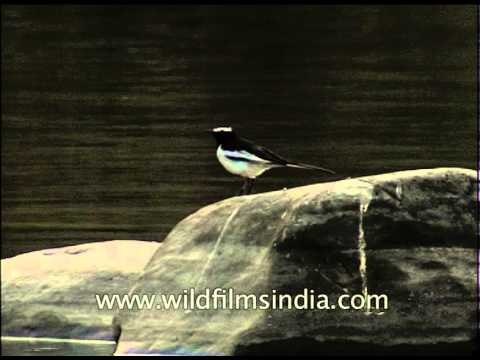 Common Kingfisher, Large Pied Wagtail, Pied Bush Chat and a raptor