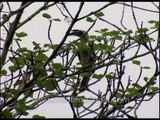 Birds of India - a trio of Indian birds