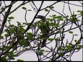 Birds of India - a trio of Indian birds