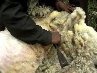 Bhutia shepherds manually shearing sheep in an alpine meadow in the Himalaya