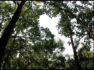 Varieties of trees at the Corbett National Park