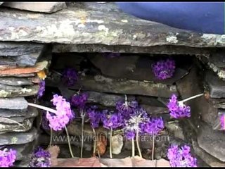 Performing puja and offering Anemone flowers on the slopes of Nanda Devi