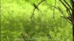 Little Green Bee-eaters