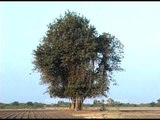 Lone Banyan tree standing in the middle of a field