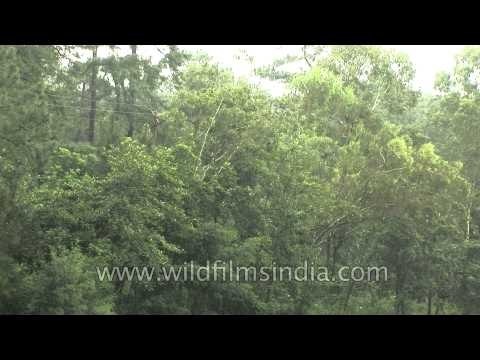 Rain pouring over the pines and rhododendron trees of Shillong
