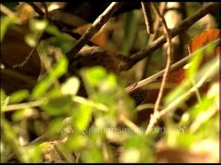 The Common Indian Monitor Lizard