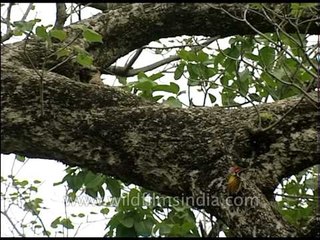 Black-rumped Flameback