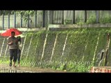 Green moss growing on walls near sidewalks in Shillong