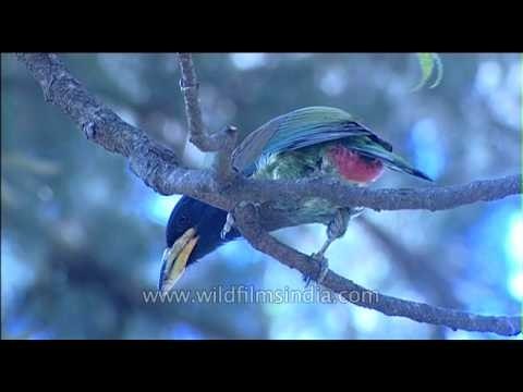 Himalayan Barbet or Great Hill Barbet in Uttarakhand