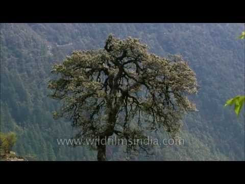 The Lone Oak, Deodar and Rhododendron trees at Jabbarkhet Estate of Wilderness Films India