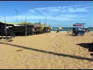 Coconut Stalls on the seaside, Jagannath Puri, Odisha, India