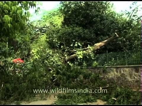 Tree damage in Delhi city from monsoon storm