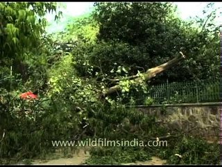 Tree damage in Delhi city from monsoon storm