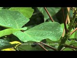 Raindrops hitting leaves of shrubs in Cherrapunji