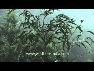 Raindrops gather on leaves and pines in Cherrapunji