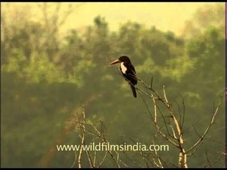 White-throated Kingfisher on a tree