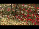Rhododendron flowers and petals adorn the forest floor, Uttarakhand
