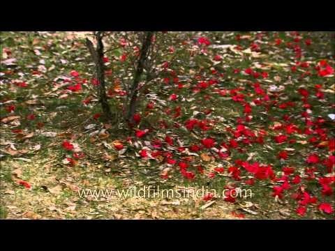Rhododendron flowers and petals adorn the forest floor, Uttarakhand