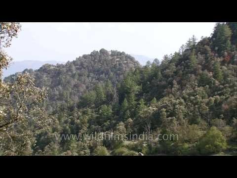 Landour and Mussoorie are fine examples of Oak-Rhododendron-deodar mixed forests