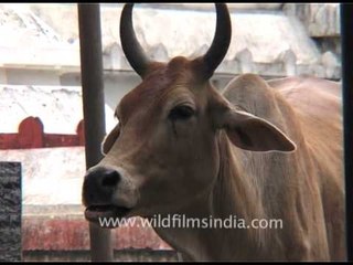 People drinking water as a cow looks on while chewing cud in Orissa