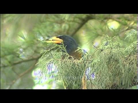 Himalayan Green Barbet