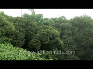 Lush green trees in Cherrapunji, Meghalaya