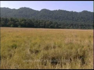 Grassland or Chaur in Corbett National Park