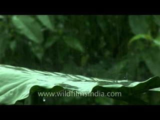 Elephant ear leaves gets rained on, Cherrapunji