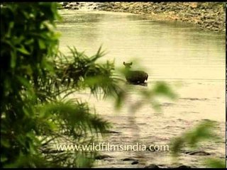 Sambhar walking through water