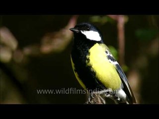 Green-backed Tit forages in hunting parties, in Landour