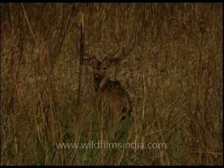 Cheetal: The spotted deer