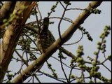 Harial or Yellow-legged Green Pigeon on a peepal tree