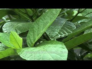 Tree leaves receive pouring rain at Cherrapunji, Meghalaya