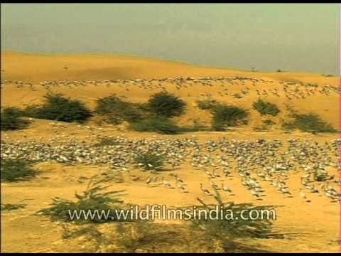 Massive flock of migratory Demoiselle Cranes call India home for the winter months!