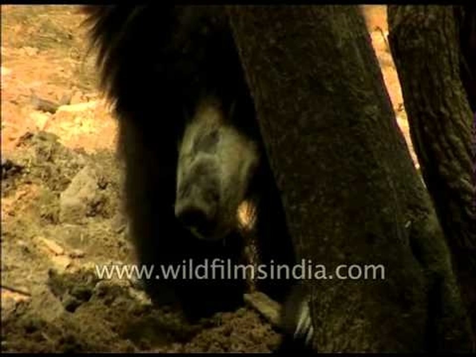 Sloth bear roaming in the endless wild area