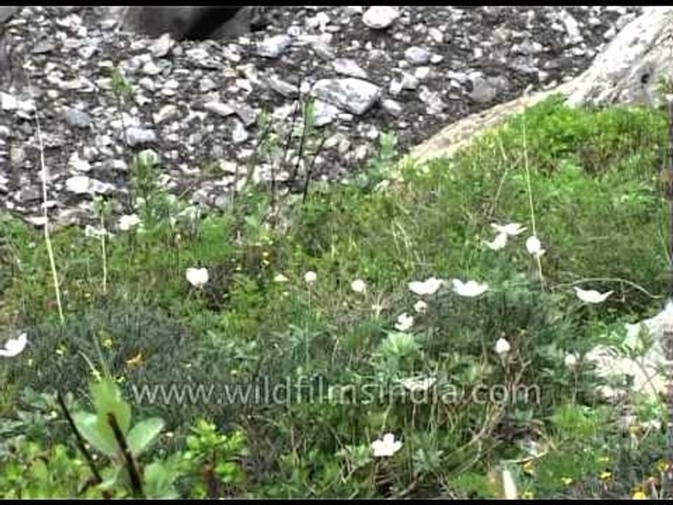 White alpine flowers near a flowing stream in the Himalayas