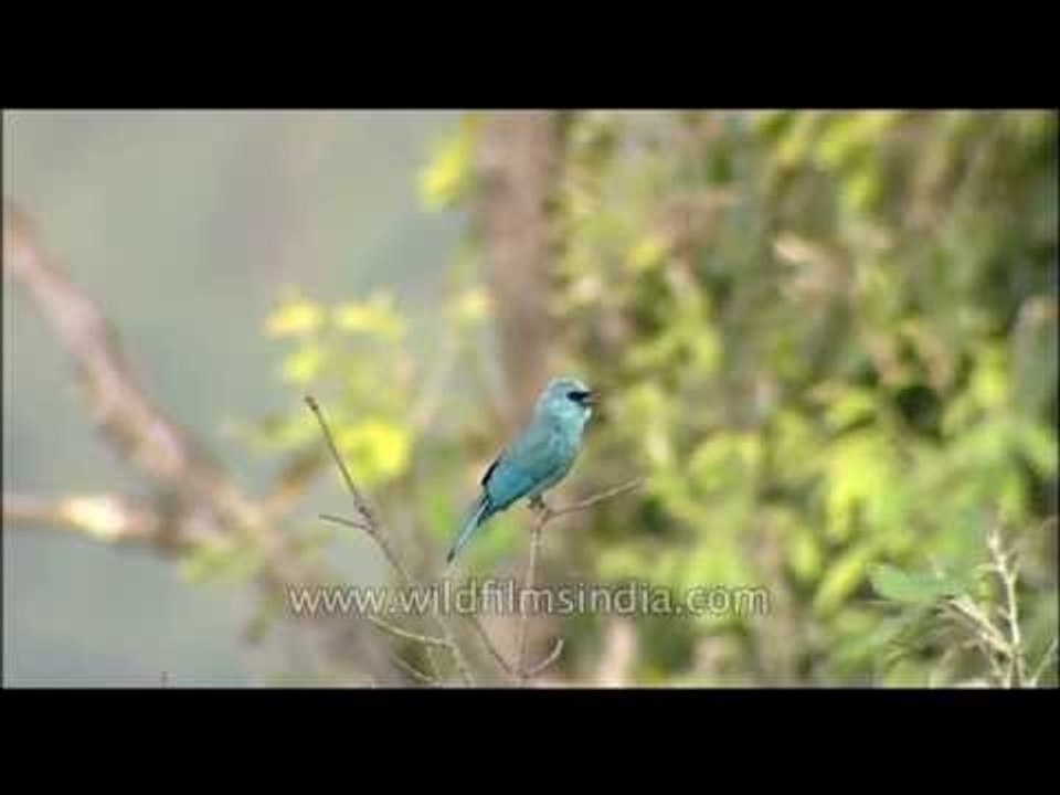 Verditer Flycatcher in Mussoorie, India